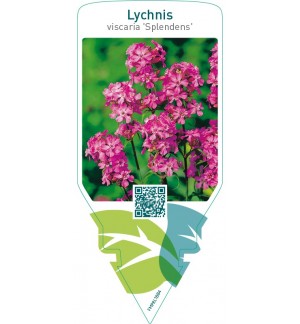 Lychnis viscaria ‘Splendens’