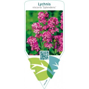 Lychnis viscaria ‘Splendens’