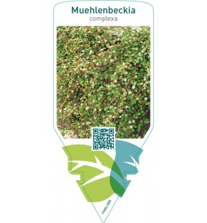 Muehlenbeckia complexa