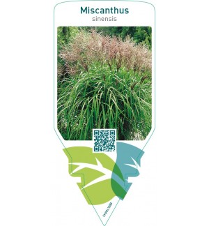 Miscanthus sinensis