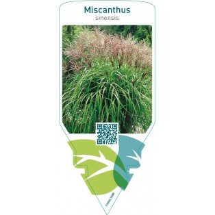Miscanthus sinensis