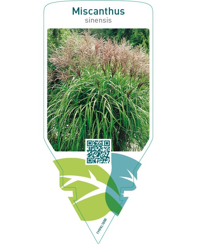 Miscanthus sinensis