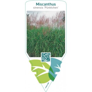 Miscanthus sinensis ‘Pünktchen’