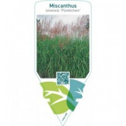 Miscanthus sinensis ‘Pünktchen’
