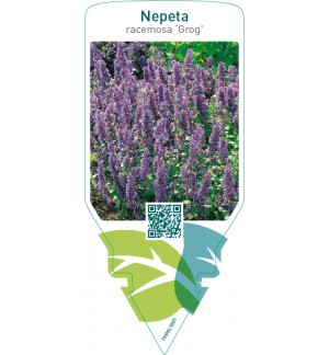 Nepeta racemosa ‘Grog’