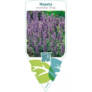 Nepeta racemosa ‘Grog’