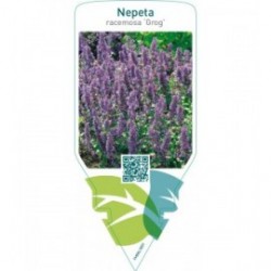 Nepeta racemosa ‘Grog’