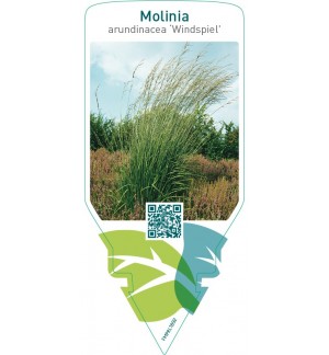 Molinia arundinacea ‘Windspiel’