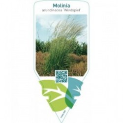 Molinia arundinacea ‘Windspiel’