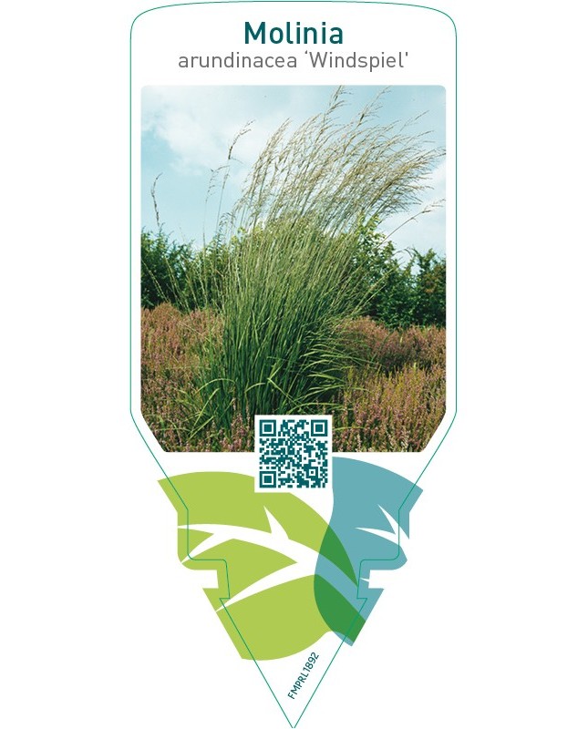 Molinia arundinacea ‘Windspiel’