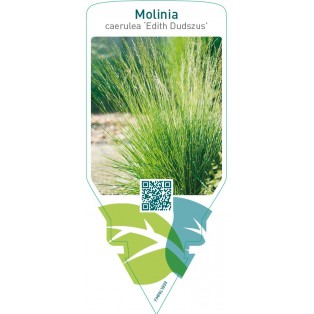 Molinia caerulea ‘Edith Dudszus’