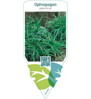 Ophiopogon japonicus