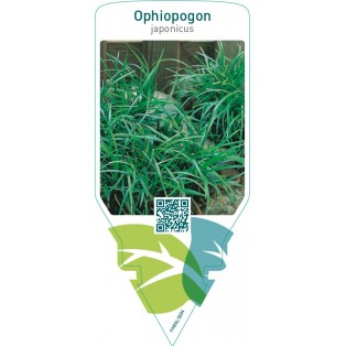 Ophiopogon japonicus
