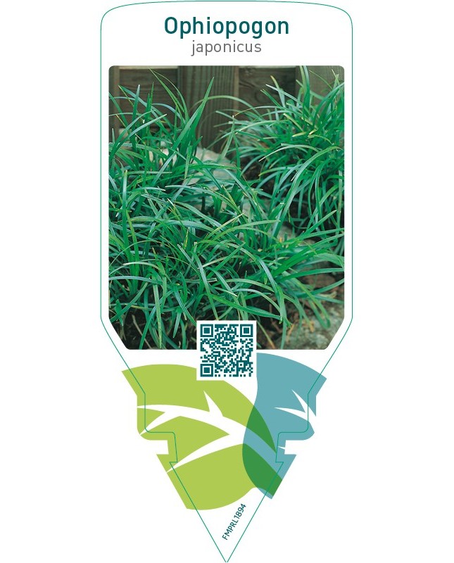 Ophiopogon japonicus