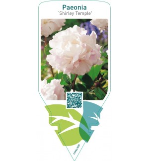 Paeonia ‘Shirley Temple’