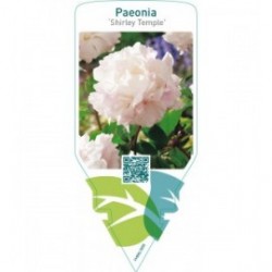 Paeonia ‘Shirley Temple’