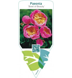 Paeonia ‘Bowl of Beauty’
