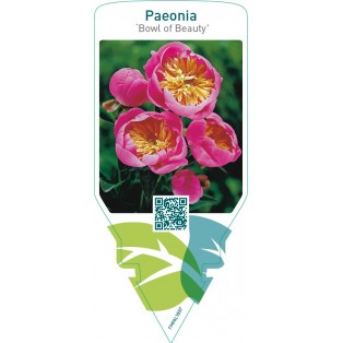 Paeonia ‘Bowl of Beauty’