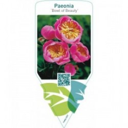 Paeonia ‘Bowl of Beauty’