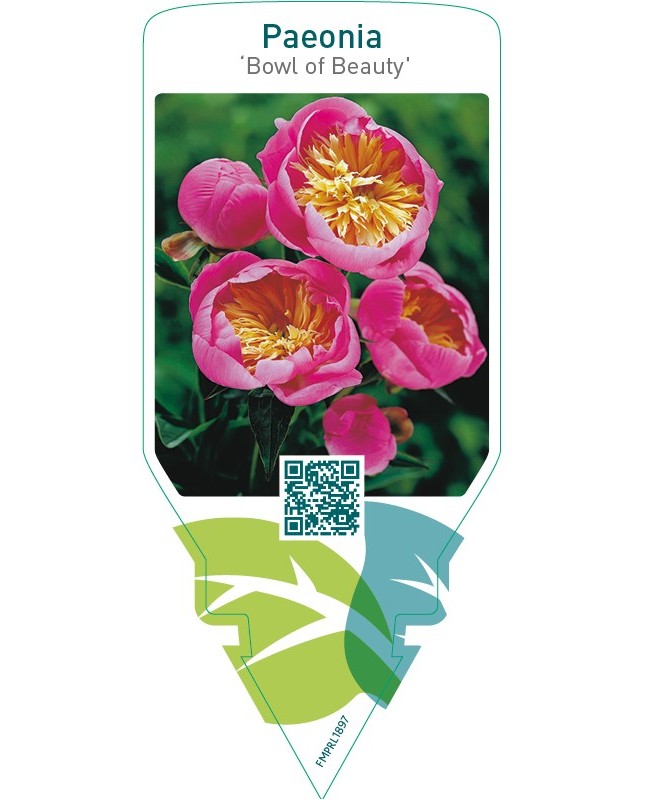 Paeonia ‘Bowl of Beauty’