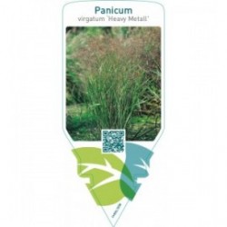 Panicum virgatum ‘Heavy Metall’