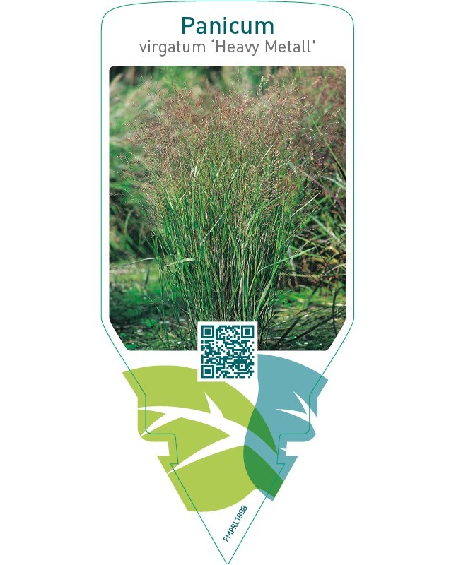 Panicum virgatum ‘Heavy Metall’