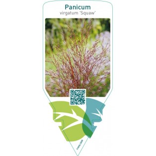 Panicum virgatum ‘Squaw’