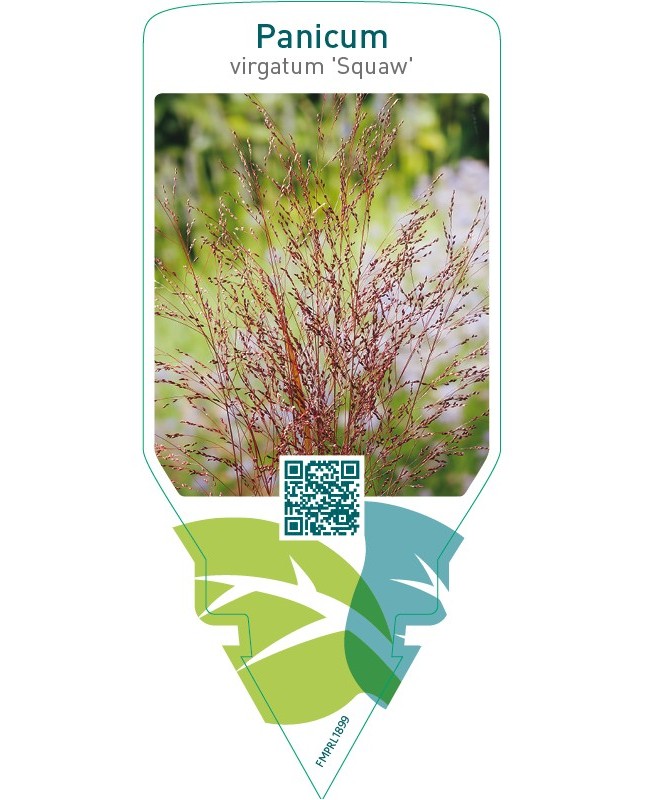 Panicum virgatum ‘Squaw’
