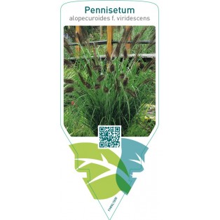 Pennisetum alopecuroides f. viridescens