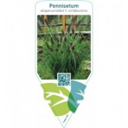 Pennisetum alopecuroides f. viridescens