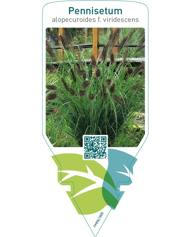 Pennisetum alopecuroides f. viridescens