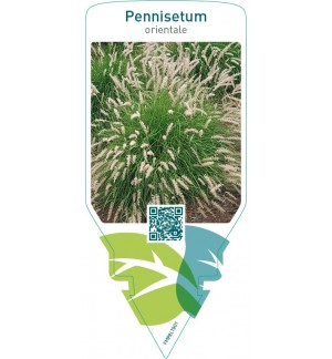 Pennisetum orientale