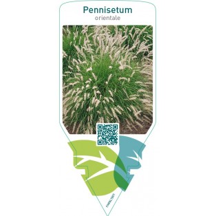 Pennisetum orientale