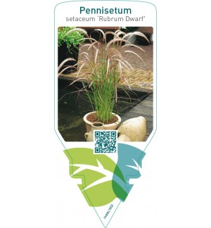 Pennisetum setaceum ‘Rubrum Dwarf’