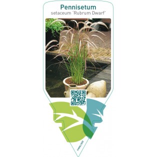Pennisetum setaceum ‘Rubrum Dwarf’