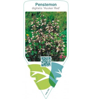 Penstemon digitalis ‘Husker Red’