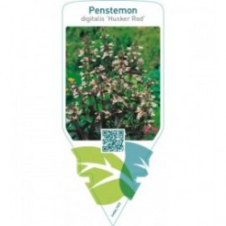 Penstemon digitalis ‘Husker Red’