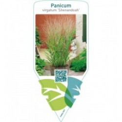 Panicum virgatum ‘Shenandoah’