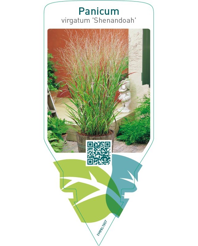 Panicum virgatum ‘Shenandoah’