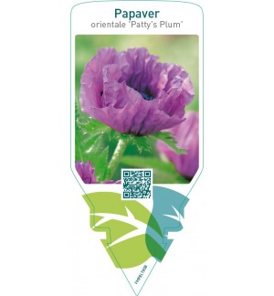 Papaver orientale ‘Patty’s Plum’