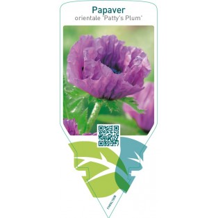 Papaver orientale ‘Patty’s Plum’