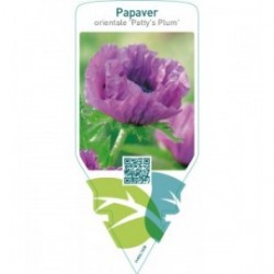 Papaver orientale ‘Patty’s Plum’