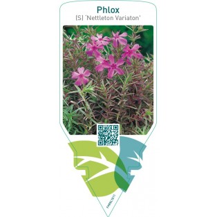 Phlox (S) ‘Nettleton Variation’