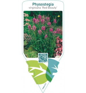 Physostegia virginiana ‘Red Beauty’