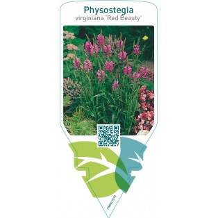 Physostegia virginiana ‘Red Beauty’