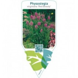 Physostegia virginiana ‘Red Beauty’
