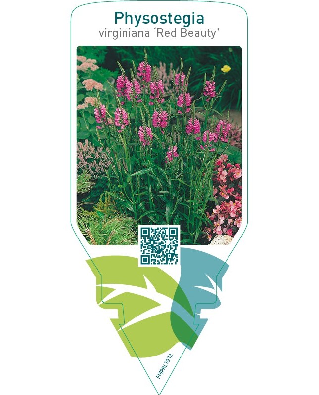 Physostegia virginiana ‘Red Beauty’