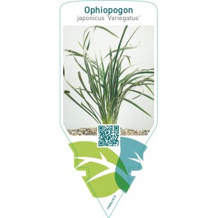 Ophiopogon japonicus ‘Variegatus’