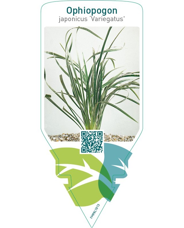 Ophiopogon japonicus ‘Variegatus’