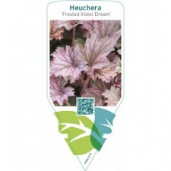 Heuchera ‘Frosted Violet Dream’